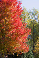 Green, yellow, orange maple tree