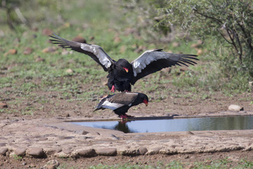 Pair of bateleur at a waterhole busy with mating