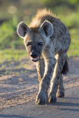 Lone hyena walking along a road in the early morning sun
