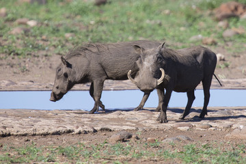 Two warthog with big teeth drink from a waterhole