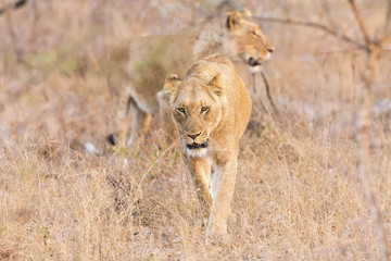 Lioness move in brown grass in afternoon to a kill