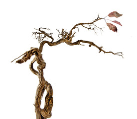 Dry branch