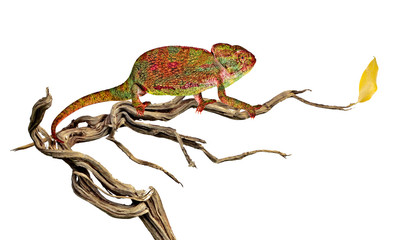 Chameleon on branch