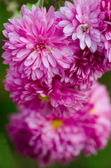 Fototapeta premium Chrysanthemum flowers grow outdoors in the fall