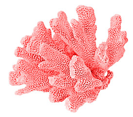 coral on white background