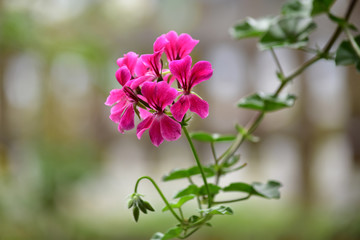 ピンクのアイビーゼラニウム