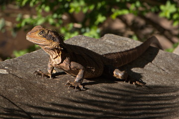 Lizard in Queensland in Australien
