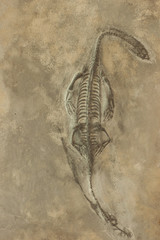 Dinosaur fossils on sand stone background © misskaterina