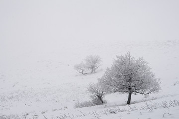 Fototapeta na wymiar Lonely trees at winter