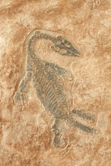 Fossil of prehistoric lizard skeleton on the rock © misskaterina