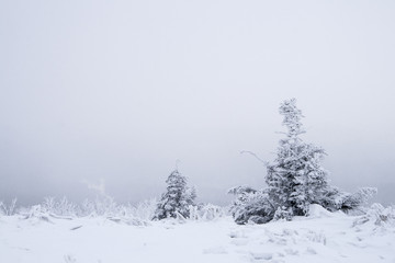 Obraz premium Trees at winter