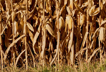 Ripe corn waiting harvest