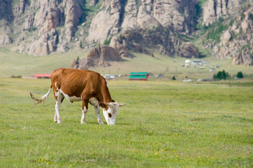 Fototapeta na wymiar grazing cow