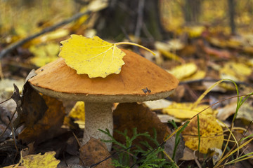 The aspen mushroom has grown among the fallen-down foliage