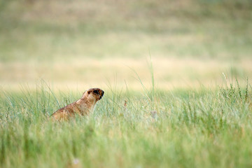 Steppe marmot (Marmota bobak). The bobak marmot, also known as the steppe marmot, is a species of marmot that inhabits the steppes of Eastern Europe and Central Asia.
