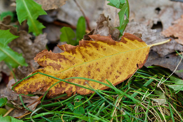 Golden brown autumn leaf