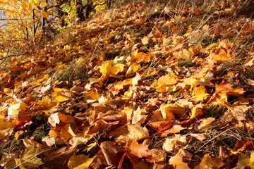 autumn yellow leaves lie on the ground like a carpet