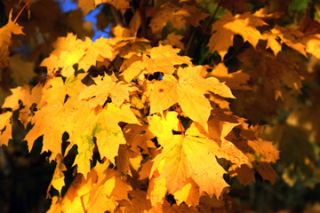 Naklejka na ściany i meble Autumn yellow maple leaves in the sunny day