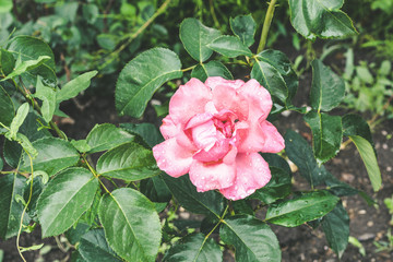 Garden pink rose after rain 