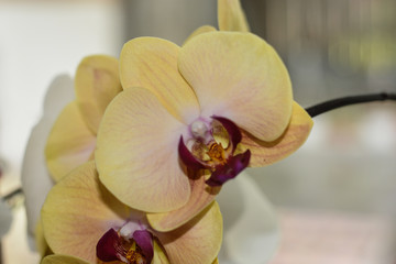 Yellow orchid