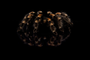 Brachypelma Smithi
