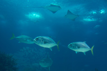 Fishes inside Blue Aquarium Tank