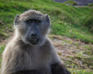 A bright-eyed Chacma Baboon seems to grin at the camera.  Buffels Bay, Cape Town, South Africa.