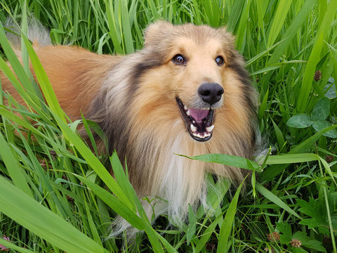 Sheltie, Hunderasse, mini collie