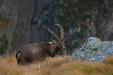 stambecco delle Alpi (Capra ibex) - ritratto nel Parco Nazionale del Gran Paradiso