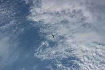 Bird flying on the sky with beautiful white cloudy with blue sky look like sea wave foam in blue sea 