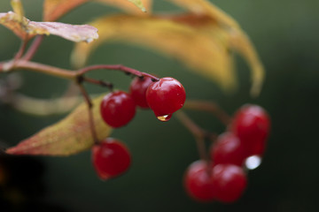 red snowballs