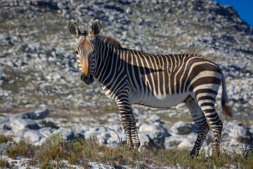 A lone Cape Mountain Zebra stares at the photographer near Cape Point, South Africa.