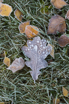 Frozen oak leaf on the ground. Green grass after cold night.
