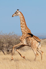 Obraz premium Giraffe (Giraffa camelopardalis) running on the African plains, South Africa.