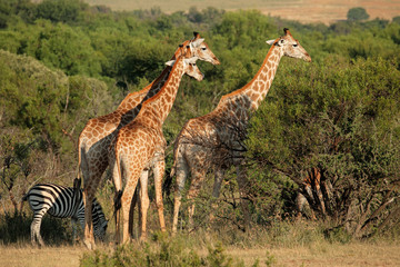Giraffes (Giraffa camelopardalis) in natural habitat, South Africa.