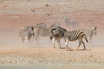 Fototapeta na wymiar Plains zebras (Equus burchelli) in dust, Etosha National Park, Namibia.