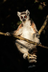 A ring-tailed lemur (Lemur catta) sitting in a tree, Madagascar .