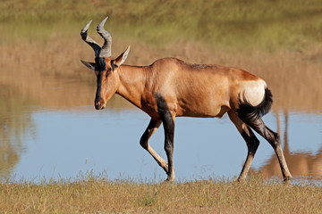 A red hartebeest antelope (Alcelaphus buselaphus) in natural habitat, South Africa.