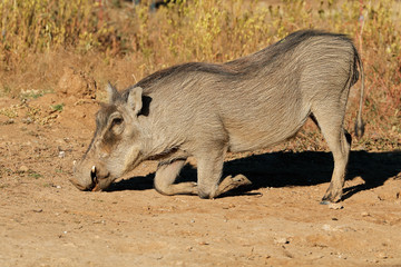 A warthog (Phacochoerus africanus) feeding in natural habitat, South Africa.
