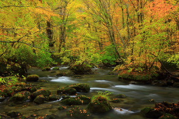 紅葉の奥入瀬渓流