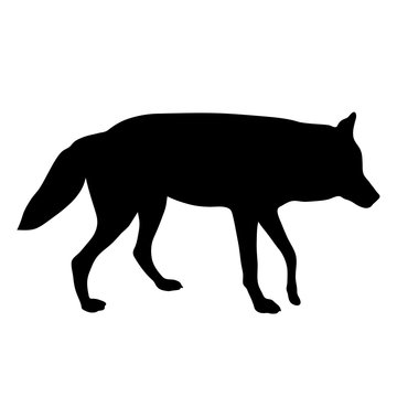 black silhouette of wolf on white background of vector illustration