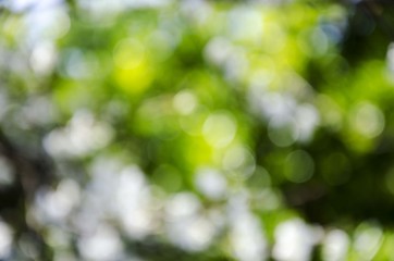 Fototapeta premium green nature blurred background