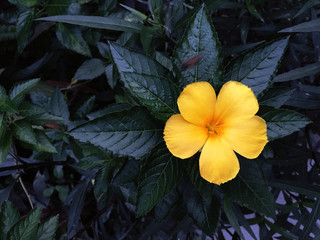 Yellow Flower with the very dark color leaves on the background - 178425576