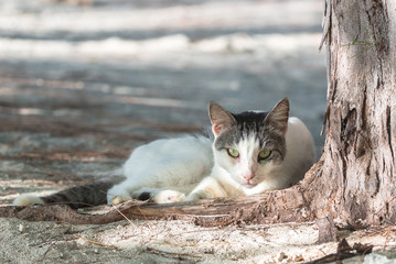Black and white cat lying against a coconut palm on an atoll in Polynesia 
