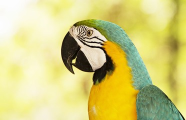 Macaw/A Beautiful and lovely of Blue and Yellow Macaw focus from head to wing background blur