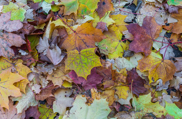 Autumn leaves. a path in the city strewn with fallen multicolored leaves