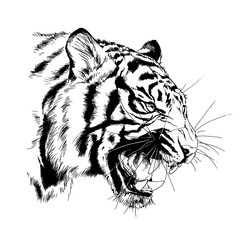 tiger drawn with ink from the hands of a predator tattoo