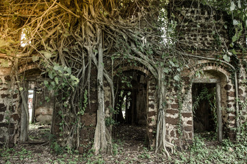 Ruins building with trees