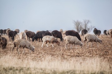 Herd of sheep in the steppe