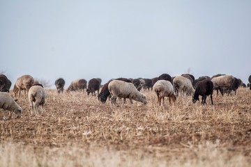 Naklejka na ściany i meble Herd of sheep in the steppe